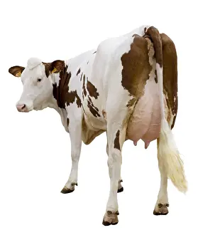 Fran: Simental cows back
