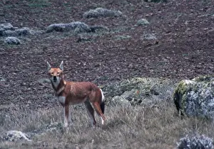 Wolves: SIMIEN FOX / Ethiopian Red Wolf