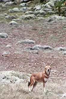 SIMIEN FOX / Ethiopian Red Wolf