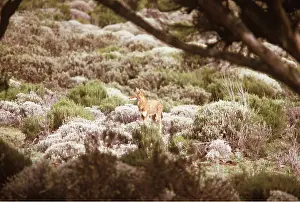 Ethiopian: SIMIEN FOX / Ethiopian Red Wolf - Alone in landscape