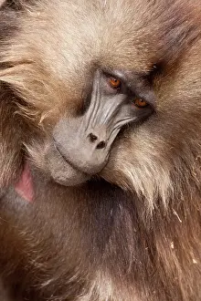 Thinking: Simien Mountains, Ethiopia, Gelada, aka