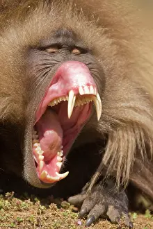 Fang: Simien Mountains, Ethiopia, Gelada, aka