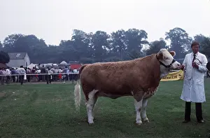 Owner: SIMMENTAL BEEF COW