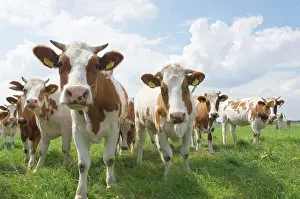 Simmental: Simmental Cattle - Cows in meadow