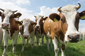 Simmental: Simmental Cattle - Cows in meadow