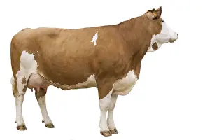 Fran: A Simmental Cow
