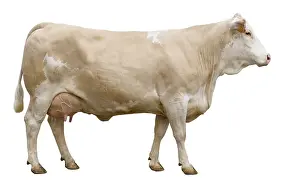Studios: Simmental Cow French profile shot in the studio