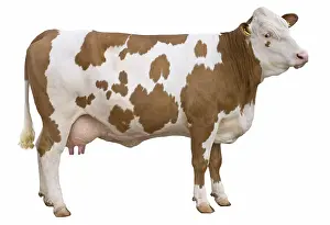 Studios: Simmental Cow French profile in the studio