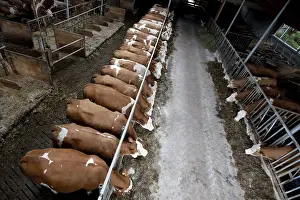 Stalling: Simmental cows eating silage at cornadis