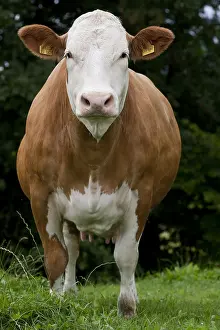 Fran: Simmental cows in a meadow in Germany