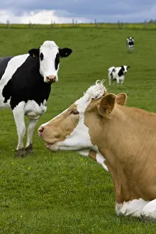 Fran: Simmental and Holstein cows in the same herd in the meadow