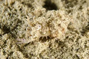 Simplex: Simplex Shrimp - camouflaged on sand - Night