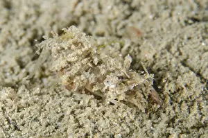 Simplex: Simplex Shrimp - camouflaged on sand - Night
