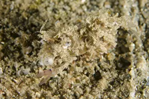 Simplex: Simplex Shrimp - on sand feeding on Sea Star
