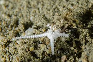 Simplex: Simplex Shrimp - by Seastar on sand, Night dive