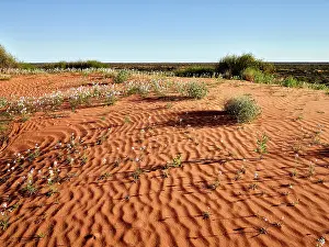 Jean-marc La Roque: Simpson Desert - red sandy plain and dunes in flower