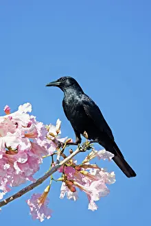 Sinaloa: Sinaloan Crow or Sinaloa Crow