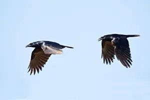 Sinaloa: Sinaloan Crow or Sinaloa Crow
