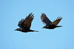 Sinaloa: Sinaloan Crow or Sinaloa Crow
