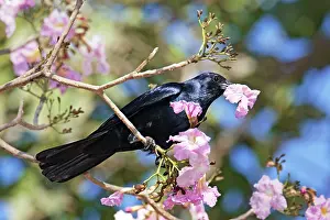 Sinaloa: Sinaloan Crow or Sinaloa Crow