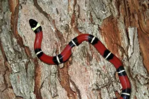 Lampropeltis: Sinaloan Milk Snake