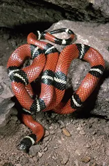 Lampropeltis: Sinaloan Milksnake