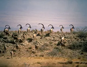 Pakistan: SIND IBEX - herd