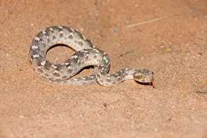 Sind Saw Scaled Viper
