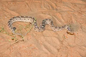 Carinatus: Sind Saw Scaled Viper