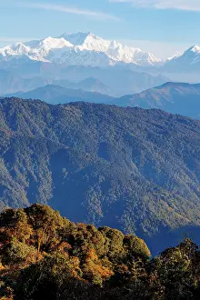 Panda: Singalila forest