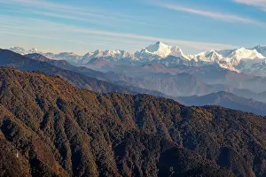 Panda: Singalila forest