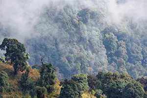 Panda: Singalila forest