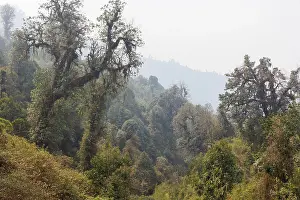 Himalaya: Singalila forest