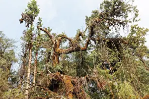 Himalaya: Singalila forest