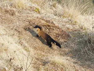 Himalaya: Singalila national park, Yellow throated marten