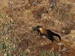 Himalaya: Singalila national park, Yellow throated marten