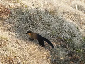 Paysage: Singalila national park, Yellow throated marten