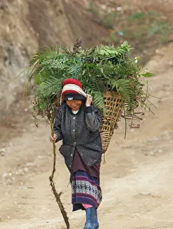 Himalaya: Singalila, woman carrying fodder