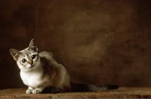 Singapura: Singapura Brown Tabby CAT - quizzical