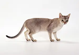 Singapuras: Singapura Cat