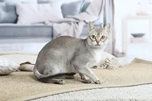 Singapuras: Singapura cat indoors