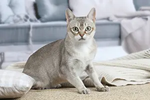 Singapuras: Singapura cat indoors
