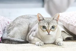 Singapuras: Singapura cat indoors
