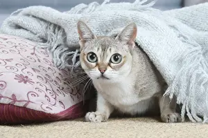Singapuras: Singapura cat indoors