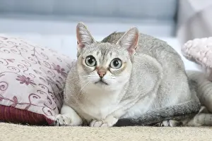 Singapuras: Singapura cat indoors