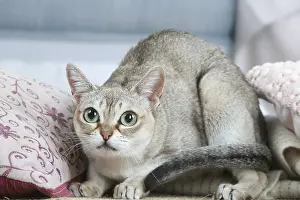 Singapuras: Singapura cat indoors