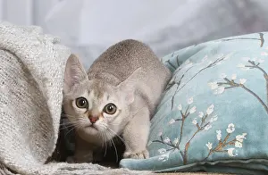 Singapura: Singapura cat indoors