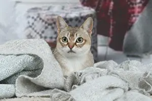 Singapura: Singapura cat indoors