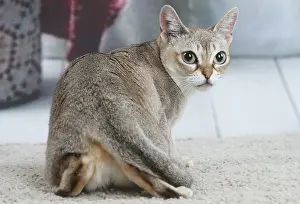 Singapura: Singapura cat indoors