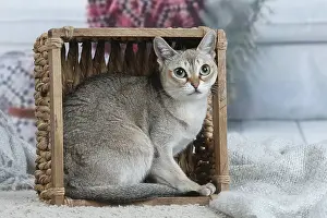 Singapura: Singapura cat indoors in a basket